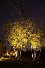 Energyefficient Led Landscape Lighting Is So Beautiful Especially Used As Tree L Outdoor Tree Lighting Outdoor Landscape Lighting Tropical Outdoor Lighting