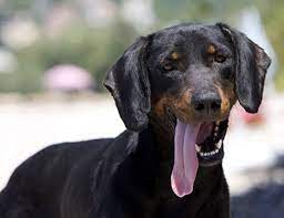 The montenegrin mountain hound is a rare dog breed from the mountain regions across the balkans. Montenegrin Mountain Hound Alchetron The Free Social Encyclopedia