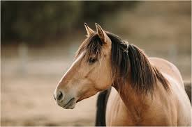 Equinenow listing of buckskin mustang horses for sale. Wild Horses In California Elizabeth Hay Photography