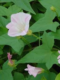 Image result for Convolvulus goyderi