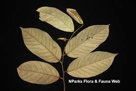 Image result for Friesodielsia