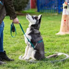 There are a variety of different training programs that vary in length. K9 Training At K9 University Chicago For All Levels Of Ability