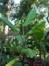 Image result for Musaceae