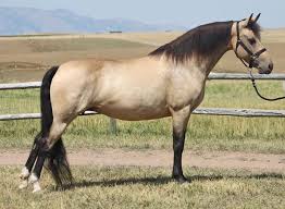 Image result for Light Buckskin 1990 Colt