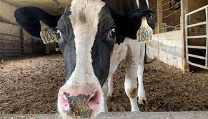 What Are The Differences Between Jersey And Holstein Cows United Dairy Industry Of Michigan