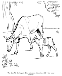 We did not find results for: Eland Drawing And Coloring Page Animal Drawings Coloring Pages Easy Disney Drawings