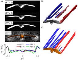 Other muscles adjust the wing's shape in flight, or fold it up. From Wing Shape To Fluid Dynamics In The Barn Owl Tyto Alba Biorxiv
