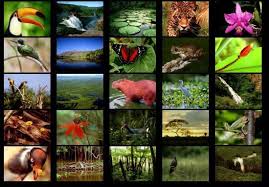 The Rainforest Rainforest Animals Rainforest Animals List Animals