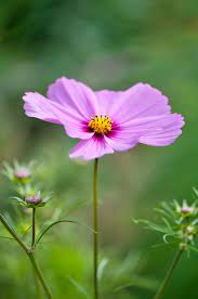 Pin On Les Cosmos