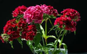 Image result for The best Flower in the world