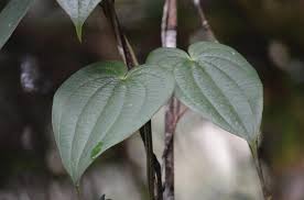 Image result for Dioscorea minutiflora