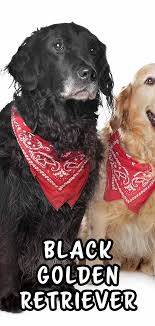 They are likely black because of genetic diversity that was added to the bloodline in the development of the breed. Black Golden Retriever Can Goldies Come In Other Colors