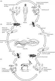 Image result for Viscum congolense