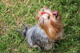 This terrier scarf gets it's long hair by combining one strand red heart super saver yarn and one it's head, legs and tail get the long hair treatment while the body of the scarf stays plain to keep it. Yorkshire Terrier With Long Hair Asks For Food Little Dog Sitting Stock Photo Picture And Royalty Free Image Image 123861754