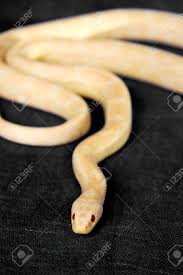 Brightly colored and strikingly patterned, milk snakes are nonvenomous new world snakes with a wide range throughout north and south america. A White Snake With Red Eyes Gliding On The Floor Stock Photo Picture And Royalty Free Image Image 38950187