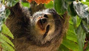 8 Awesome Things You Didn T Know About Sloths Fun Facts About Sloths Sloth Stuffed Animal Sloth Facts