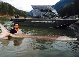 Tripadvisor has 44 reviews of sturgeon hotels, attractions, and restaurants making it your best sturgeon resource. Canadian Fishermen Caught Fabled 650 Pound Century Old Sturgeon Smart News Smithsonian Magazine