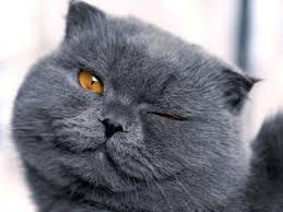 Kedilerde Goz Hastaliklari Ve Tedavisi Kedi Blog