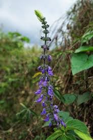 Image result for Coleus barbatus