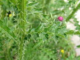 Image result for Carduus