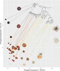 Image result for Cleome polyanthera