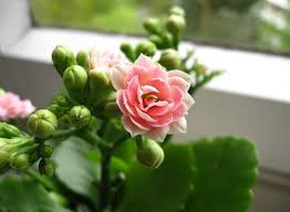 Flaming Katy Kalanchoe Blossfeldiana Indoor Plant Care