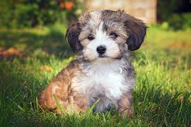 Havanese puppies for sale in southern california. Havanese Dog Breed Information Characteristics Daily Paws