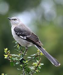 Northern Mockingbird Brown Bird With White Stripes On Wings And Tail Northern Mockingbird North American Wildlife Backyard Birds Bird Life List