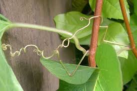 Seed pods and seeds are similar to those of milkweed plants. Antigonon Leptopus