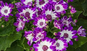 Image result for Pericallis