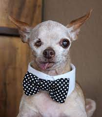 A Request From Fernando Cute Baby Animals Cute Chihuahua I Love Dogs