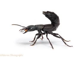 Black And White Insect With Stinger Pin On Moodboard For Makertron Project