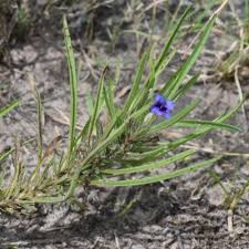 Image result for Aptosimum marlothii