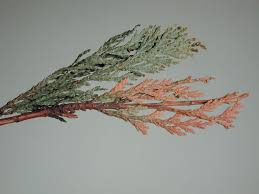 Image result for kabatina thujae