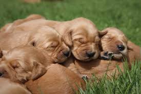 They offer the most popular dog breed in pa, ohio and more. Page 6 Windy Knoll Golden Retrievers