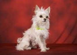 Cruces De Bichon Maltes El Bichon Maltes Web Dedicada Integramente Al Bichon Maltes Chihuahua Mix Puppies Chihuahua Mixed Breeds Chihuahua Breeds