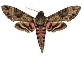 1 how did cactuses evolve? Why Hawk Moths Are The Underdogs Of The Pollinator World Smithsonian Voices National Museum Of Natural History Smithsonian Magazine