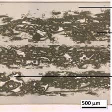 Image result for Triumfetta angolensis