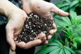 An undeveloped seed is generally squishy and green or white in. The Best Cannabis Nutrients To Use Outdoors Leafbuyer