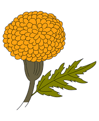 How do you draw a simple flower? Drawing Marigold Flower Drawing Easy For Kids