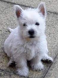 West Highland Terrier Puppies For Sale Ready Now In Dogsandpuppies Co Uk