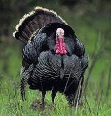 Large Animals Pictures Turkey S Is One Of Several Big Game Species Found In Big South Fork Wildlife Pictures Wild Birds Large Animals