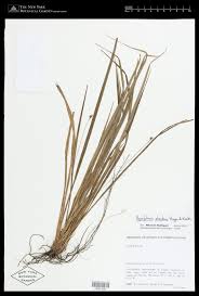 Image result for Hypolytrum