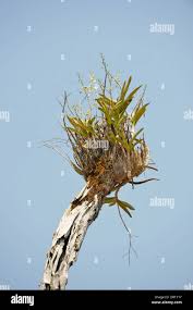 Image result for Ansellia africana