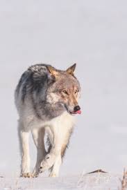 Cutting edge science is now revealing the secret behind the origin of the black wolf. Wolf Photos Jess Lee