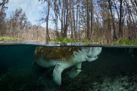 Manatee is the large aquatic mammal. In The Us Manatees Get A Change In Status Magazine Articles Wwf