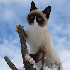 Pictures of tuxedo cats and kittens. Oatmeal The Pop Cat Home Facebook