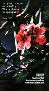 Aboli Name Of The Flower In Marathi Language Aboli Means Silent And It Is Indeed Peaceful Silence Home Nature Photography Closer To Nature Peace And Love