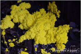 Image result for Rhynchosia tricuspidata