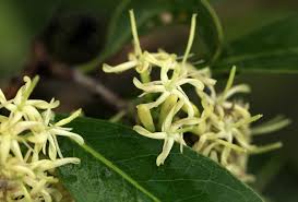 Image result for Coptosperma